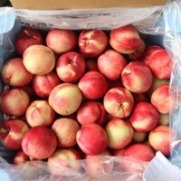 Đào tiên cây đang sẵn trái