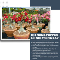 Đất nung Popper cỡ L (8-12mm) loại 6 lít, giá thể trồng thủy canh, trang trí mặt chậu - Vườn Sài Gòn