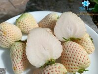 Dâu Bạch Tuyết Hàn Quốc – Hộp