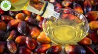 Dầu Cọ (Palm Oil) Là Gì? Tác Dụng Sức Khỏe Bạn Cần Biết