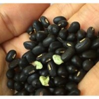 Đậu ( đỗ) đen xanh lòng quê
