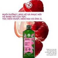 Dầu Gội Giữ Màu Tóc Nhuộm Và Giúp Tóc Bóng Mượt Shine Protective Shampoo Sulfate Free 300ML