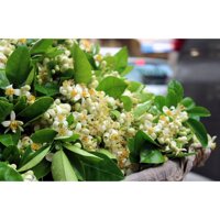 Dâu Gôi Hoa Bươi Thorakao 500ml