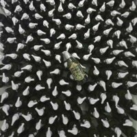 Dầu gội Thảo mộc