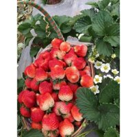 Dâu HaNa Mộc Châu.Không phải chờ lâu, Ship ngay Thành Phố. Hoả Tốc TPHCM.