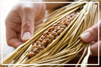 Đậu nành lên men Natto – bí quyết sống thọ của người Nhật Bản
