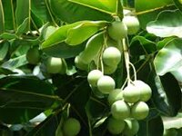 Dầu nền Mù U (Tamanu Oil)