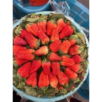 Dâu tây 🍓.(1kg)