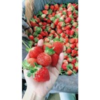 dâu tây đà lạt