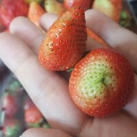 Dâu Tây Đà lạt