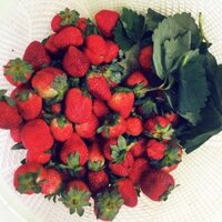 Dâu Tây Đà Lạt