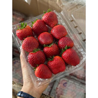 Dâu tây Mộc Châu size vừa (20-22 quả)