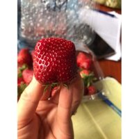 Dâu Tây Mộc Châu sz nhỡ/229k/kg