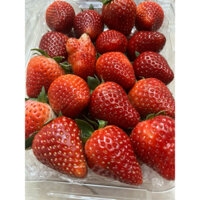 Dâu tây Mộc Châu