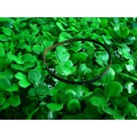 Dây curoa Máy In Phun Màu Canon PIXMA IX 6860