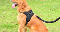 Dây đai dắt chó đi dạo có đệm ngực chống giật, Size L