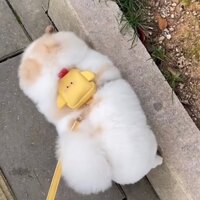 Dây dắt cho chó mèo kèm balo GFOPS mẫu gà con,dây dắt yếm điều chỉnh được kích thước- 4pets official