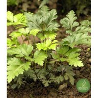 Dây đau xương (1kg) - OLF073