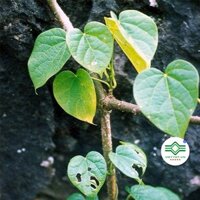 Dây Đau Xương khô 1KG - T073