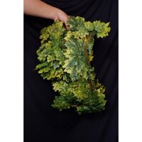 Dây leo giả trang trí chùm 2.5m 5 dây