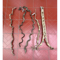 Dây Rừng // 80 - 100cm // Rễ Cây Rừng - Lianas Roots