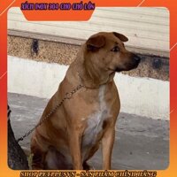 Dây Xích inox kép 304 cho chó 40kg