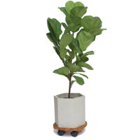 Đế chậu cây có bánh xe Tròn R30 chịu lực 80kg