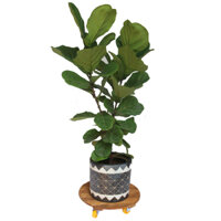 Đế chậu cây có bánh xe Tròn R40 chịu lực 200kg