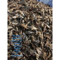 dế mèn giang lá tranh 1kg xxxx