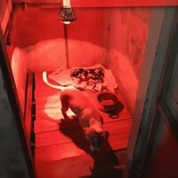 Đè sưởi chó mèo Bóng đèn hồng ngoại sưởi ấm cho chó mèo đẻ và nhiệt ẩm kế đo nhiệt độ độ ẩm chính xác