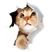 Dễ Thương Mèo 3D Hình Dán Tường Bệt Vệ Sinh Phòng Tắm Trang Trí Phòng Trẻ Em PVC Miếng Dán Tường Con Chó Tủ Lạnh Không Thấm Nước Áp Phích Trang Trí Nội Thất