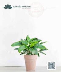 Đế vương xanh Chậu đất nung trồng cây loại lớn