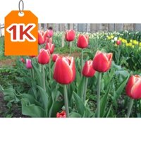 DEAL 1K Bộ 10 củ giống hoa tulip nhiều màu(size:12-14)