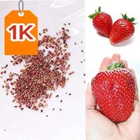 DEAL 1K Hạt giống dâu tây F1 Loại độ chịu nhiệt dễ trồng hiệu suất cao kháng sâu bệnh ( 50gr ,100gr,200gr )