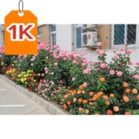 DEAL 1K Hạt Giống hoả hồng Bụi F1 Loại Siêu Dễ Trồng Hoa Nở Đẹp Kháng Sâu Bệnh ( 100gram,200gram,500gram)