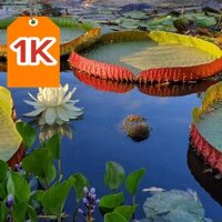 DEAL Cây giống sen vua , súng nia, sen victoria chuẩn giống thái lan.