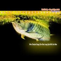 Đèn cá rồng dành cho hồ 100 XML Tanning Kim Long ( Vàng) cao cấp 4 hàng bóng