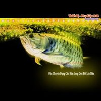 Đèn cá rồng dành cho hồ 60 XML Tanning Kim Long ( Vàng) loại tốt 2 hàng bóng