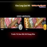 Đèn cá rồng dành cho hồ 80 XML Tanning Kim Long ( Vàng) loại tốt 2 hàng bóng