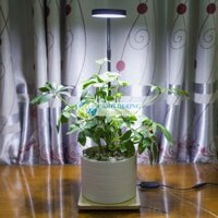 Đèn led kèm đế gỗ có thể tăng giảm độ sáng cho hồ thủy sinh, bán cạn, tetarium, hồ tròn, hồ trụ