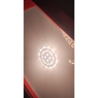 Đèn LED trồng cây trong nhà Rạng Đông model CX50W WR-220V