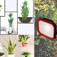 Đèn LED trồng cây trong nhà Model: CX50W WR-220V