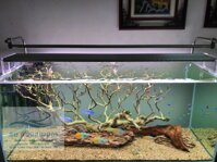 Đèn Led Week Phoenix WRGB 90Cm