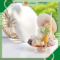 Đèn ngủ quà lưu niệm vỏ ốc biển, món quà lưu niệm ý nghĩa siêu đẹp, độc lạ