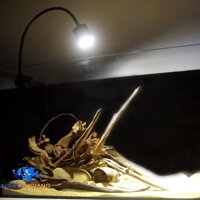 Đèn rọi biotop 7w 3 ché độ màu TRẮNG, VÀNG, NẮNG NHẸ - Đèn thủy sinh