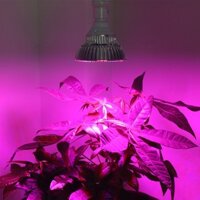 Đèn trồng cây, trồng rau trong nhà, Led grow lights 50W-E27, Đèn quang hợp cho cây