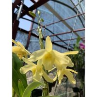 DENDRO XUÂN VÀNG TUYỀN (CÂY TRƯỞNG THÀNH, KHOWRE, THƠM)