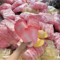 Dép rau cải màu hồng đốn tim