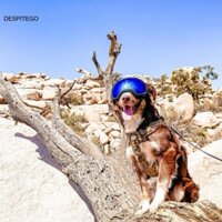 Despitego Pet Eye Wear Thời trang phổ thông Dây đeo có thể điều chỉnh chống thấm nước 2023 Kính râm chống sương mù cho chó