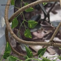 Despitego Terrarium Branch Thằn lằn rừng linh hoạt Leo núi mây giả